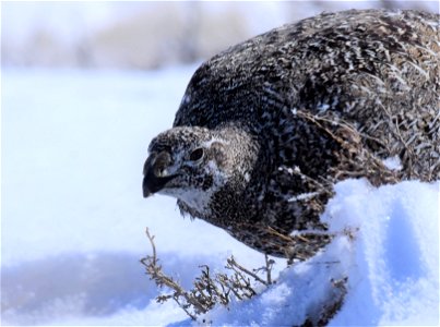 Greater sage-grouse on Seedskadee National Wildlife Refuge