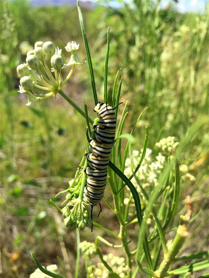 Monarch Caterpillar in New Mexico