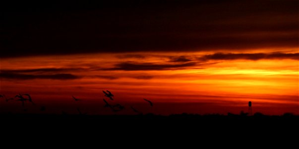 Sandhill Cranes Huron Wetland Management District South Dakota