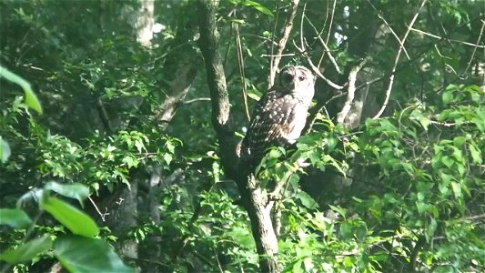 Barred Owl at Mingo National Wildlife Refuge photo