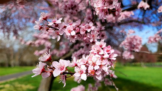 3008 - SPRING IN MEDFORD, OREGON (03-16-2022) (3)