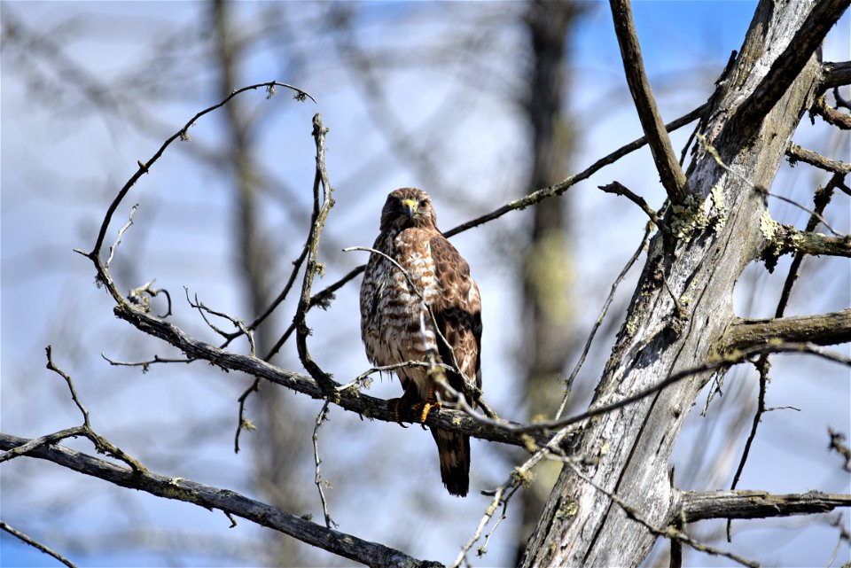 Broad-winged hawk photo