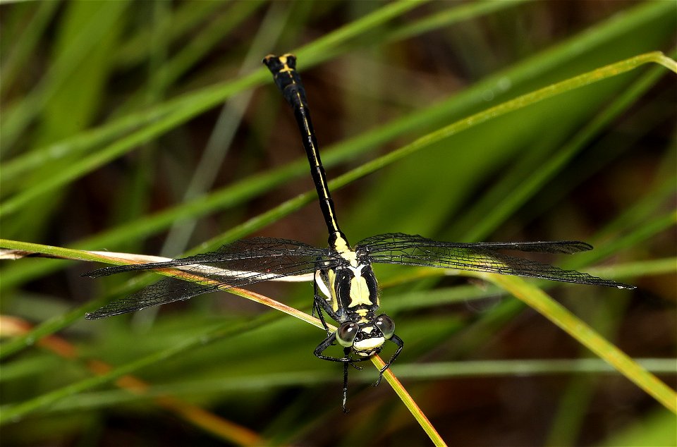 CLUBTAIL, PACIFIC (Gomphus kurilis) (06-25-2022) jeffrey pine loop trail, eight dollar mountain road, josephine co, or -03
