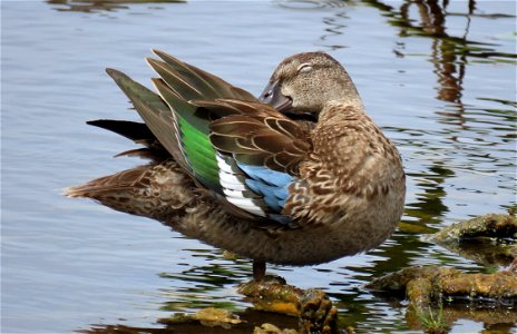 Male Blue-winged Teal photo
