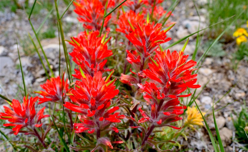 Wildflowers on the National Elk Refuge