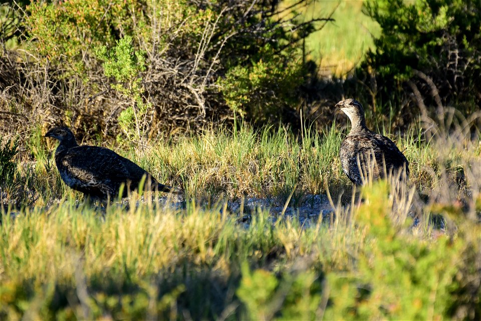 Greater sage-grouse at Seedskadee National Wildlife Refuge