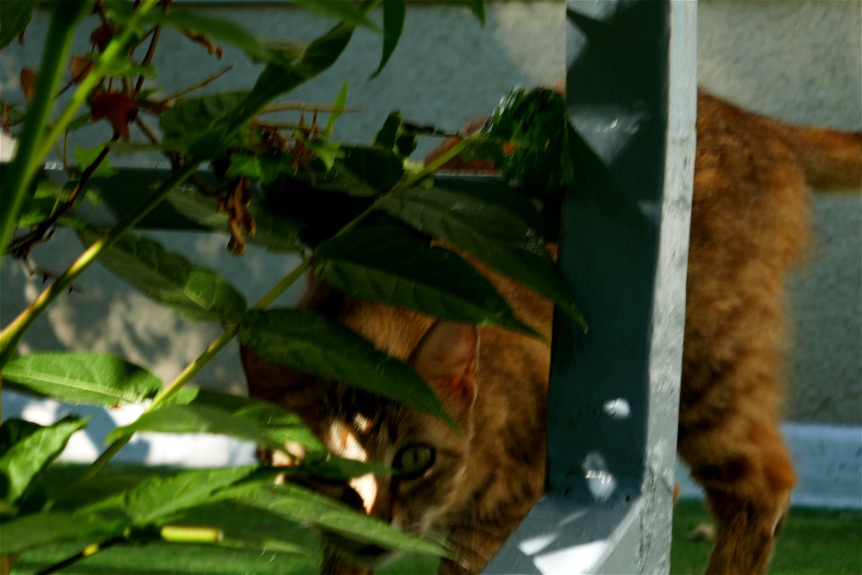 independent-cats_2017_0624_082736(2)