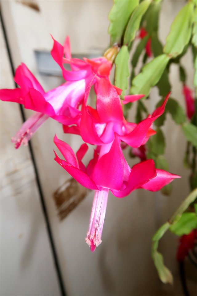 Christmas_cacti_2023_0217_105749
