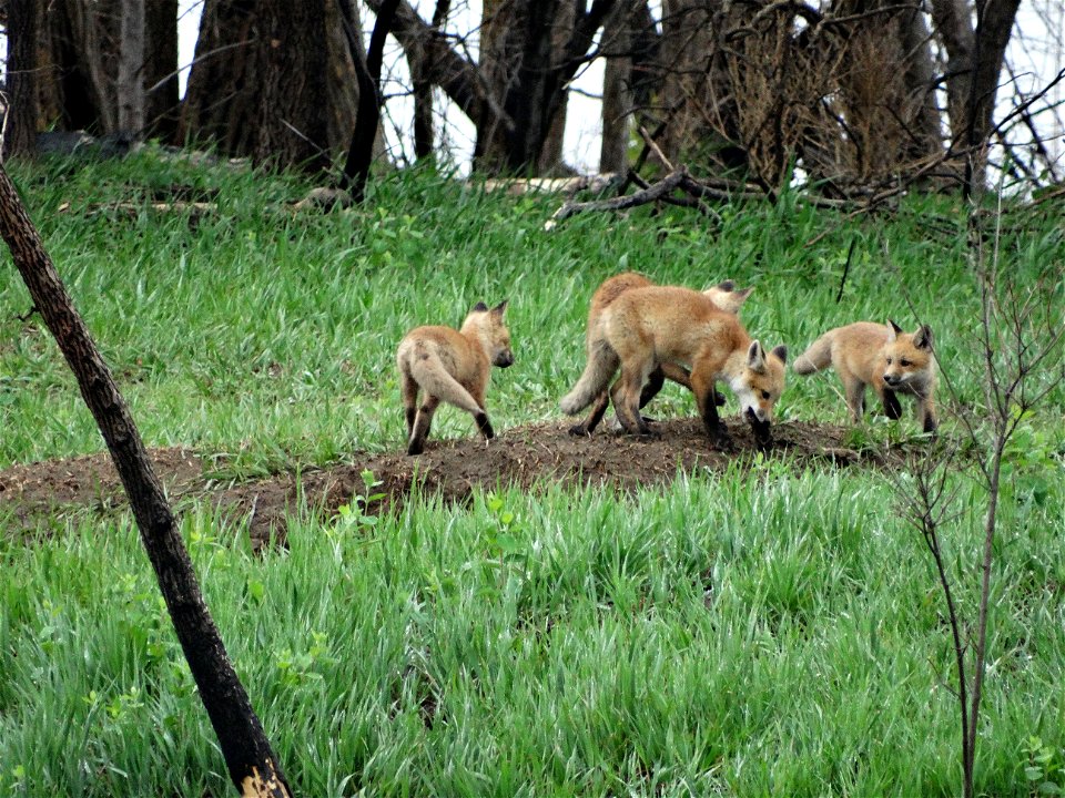 Red Fox Kits Lake Andes Wetland Management District South Dakota