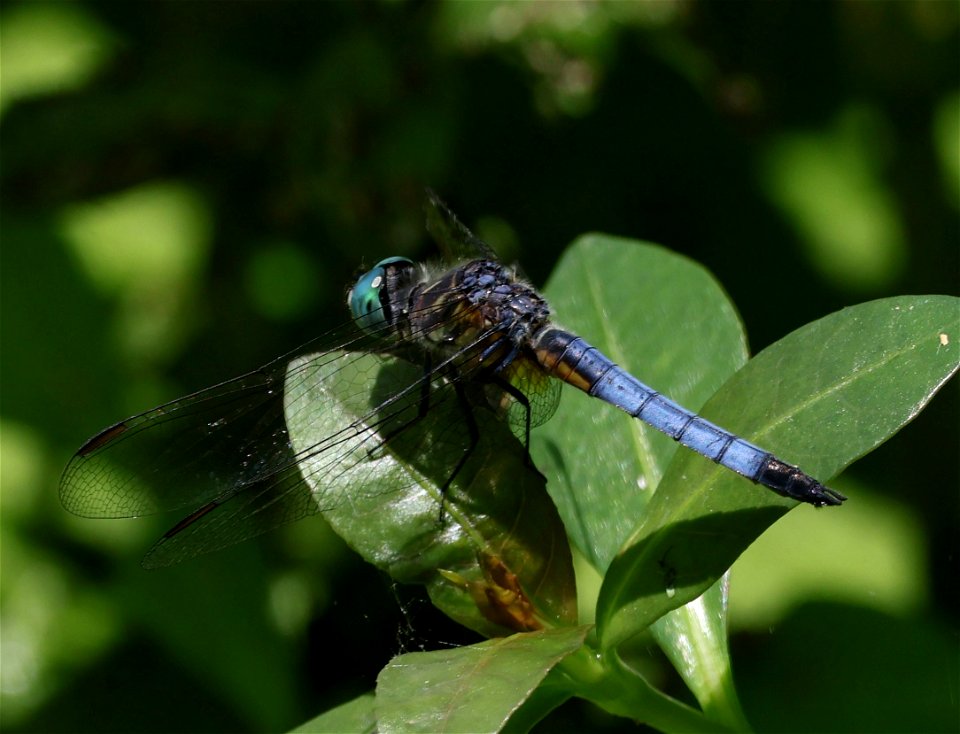 DASHER, BLUE (Pachydiplax longipennis) (05-10-2023) albermarle, stanly co, nc (1)