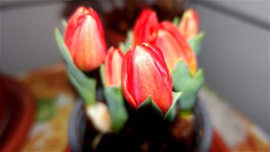 tulips_lalele-2023_0219_080928