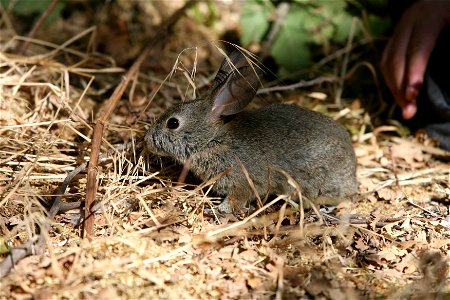 Riparian brush rabbit
