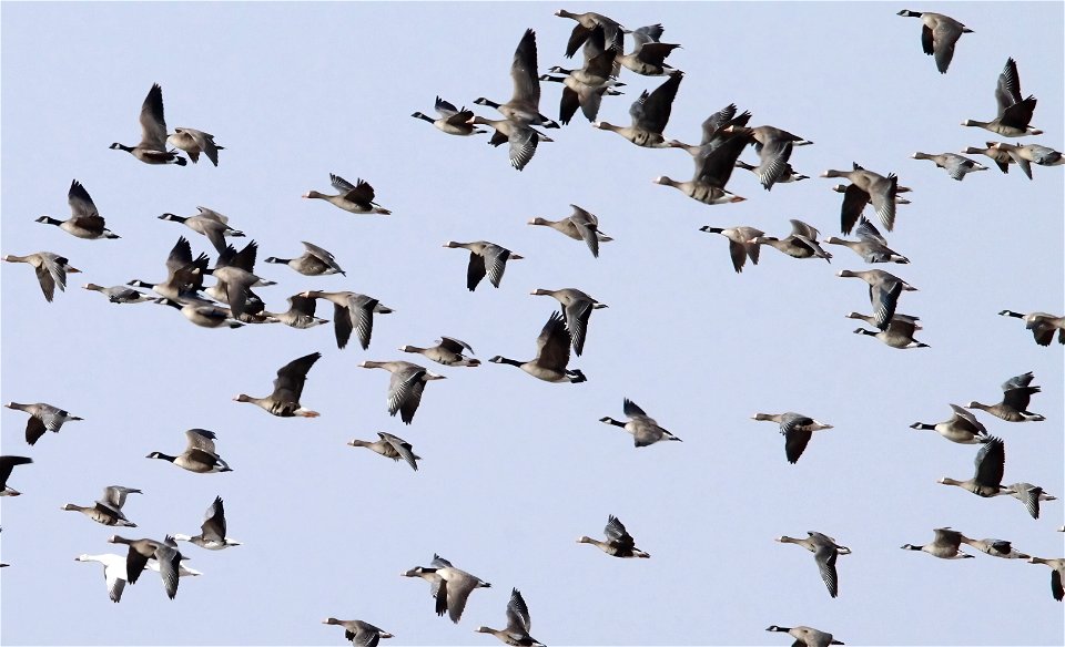 Spring Goose Migration at the Huron Wetland Management District South Dakota
