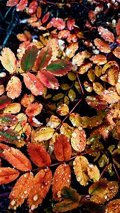 20210910-FS-OKAWEN-Fall colors 04,  by Elisabeth Dare.