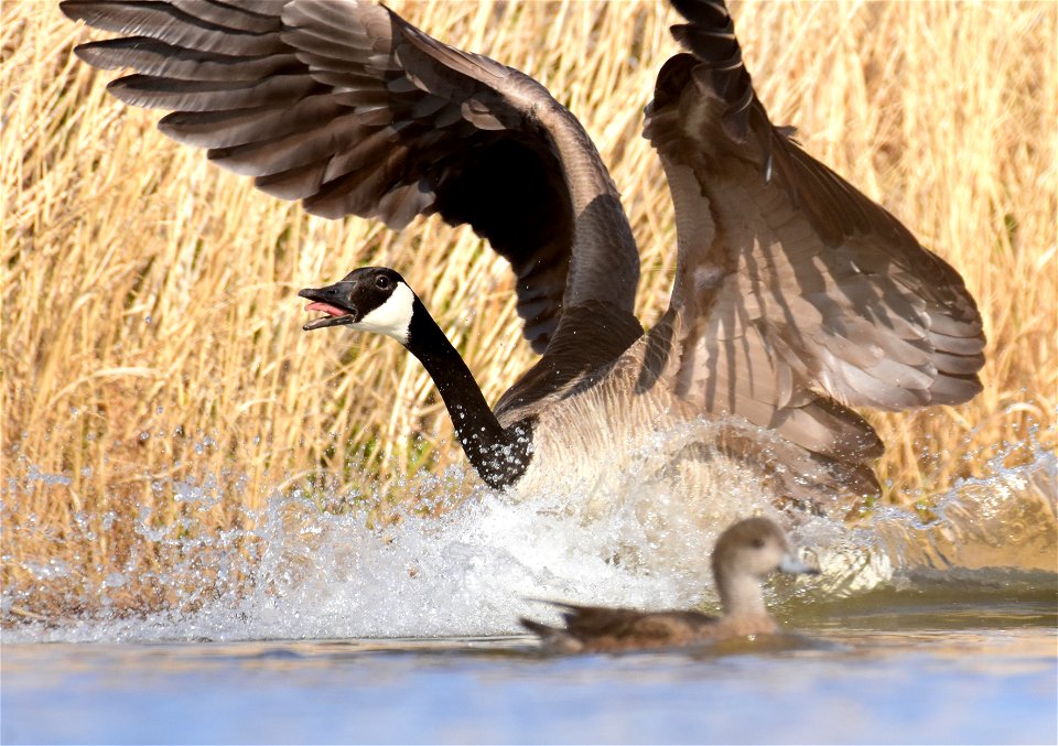 Canada geese at Seedskadee National Wildlife Refuge