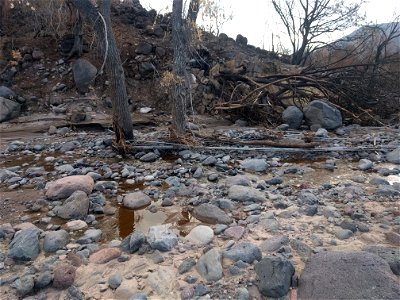 Downed powerlines
