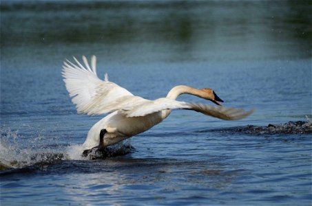 Trumpeter swan photo