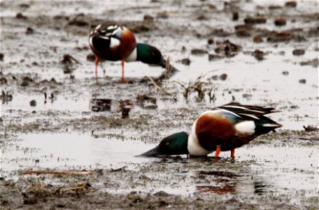 Northern Shovelers Huron Wetland Management District South Dakota