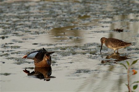 Blue-winged Teal and Dowitcher Huron Wetland Management District photo