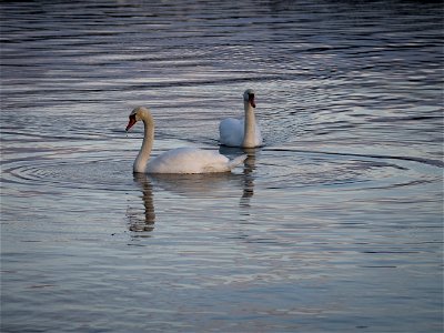 Swans photo