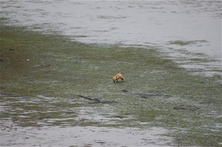 Red Fox and eelgrass photo