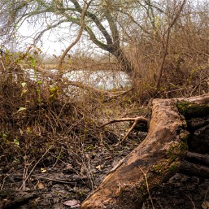 Cosumnes River Preserve