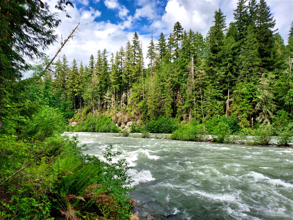 Sauk River near Murphy Creek, Mt. Baker-Snoqualmie National Forest. Photo by Anne Vassar June 4, 2021.