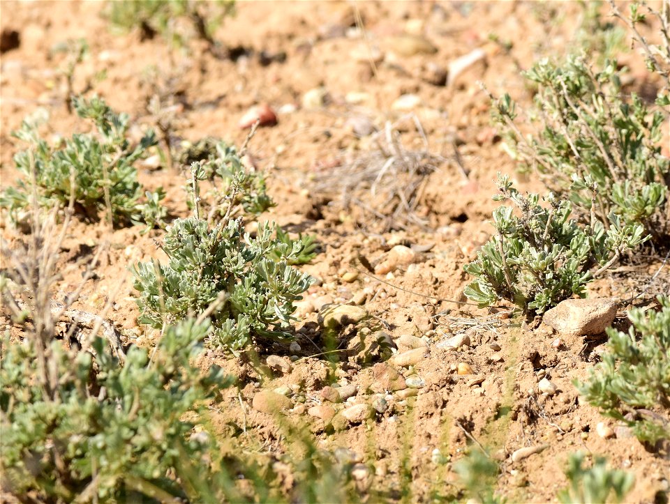 Wyoming big sagebrush (Artemesia tridentata var. wyomingensis) at Seedskadee National Wildlife Refuge