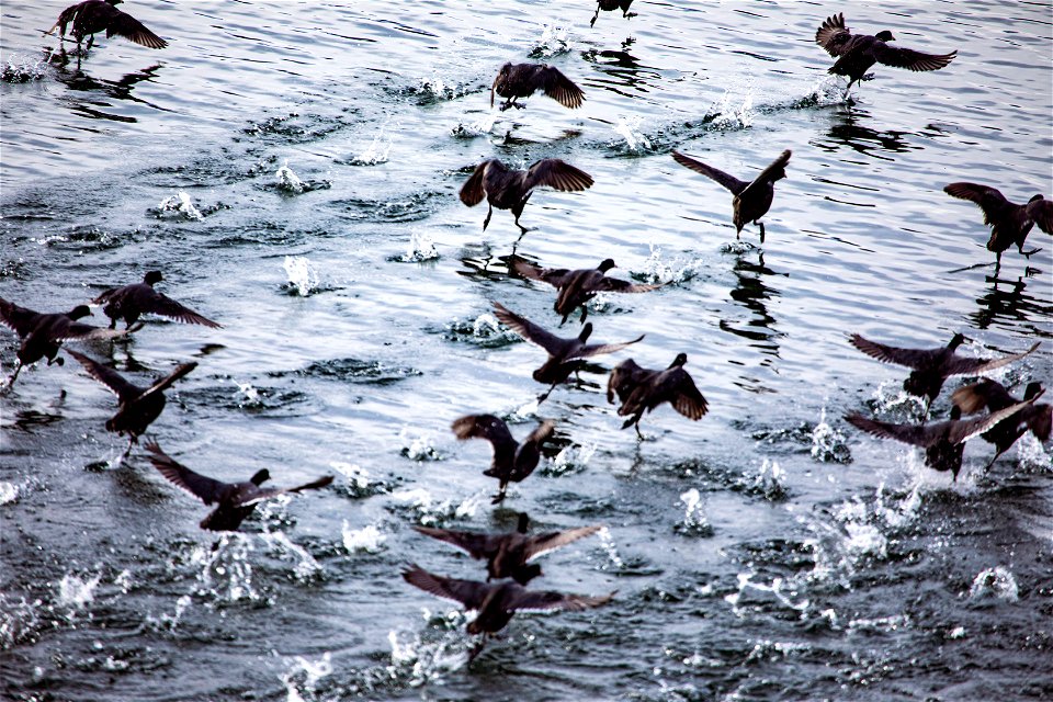 American Coot - Fulica americana