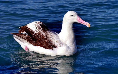 Wandering albatross. photo