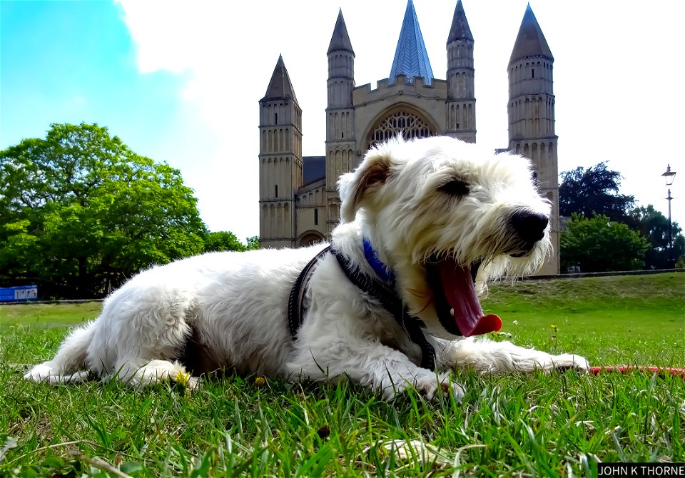 The Dog at Rochester Cathedral