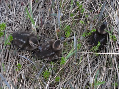 Pintail ducklings photo