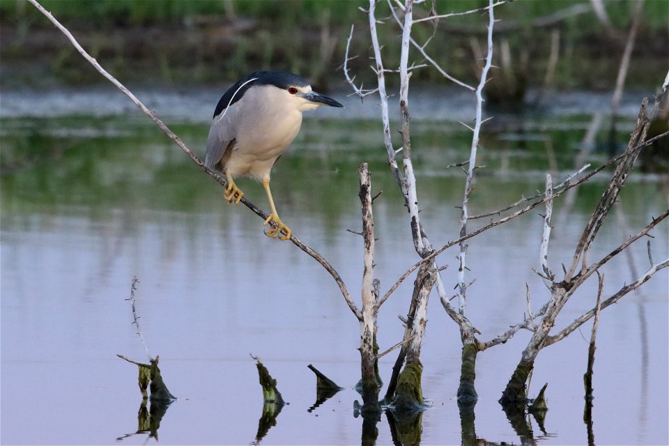 Black-crowned Night Heron Huron Wetland Management District South Dakota photo