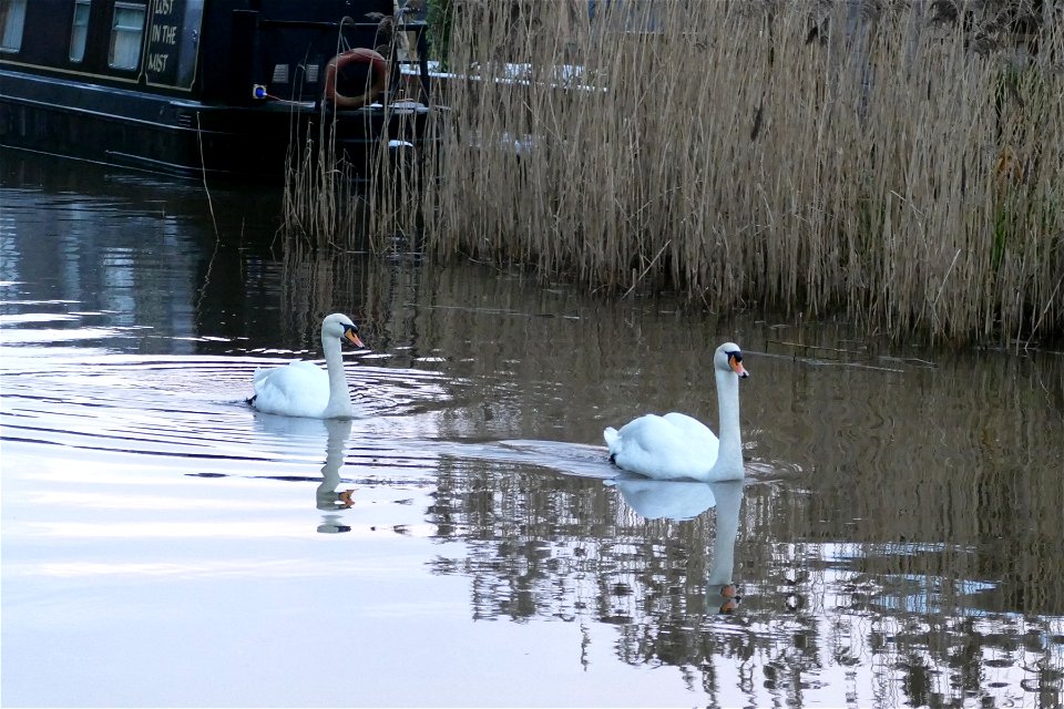 Shropshire Union Canal (Middlewich Branch)