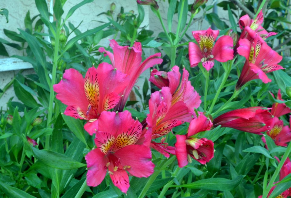 Alstroemeria photo