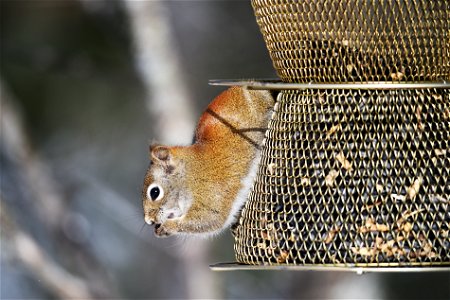 Red squirrel on a bird feeder