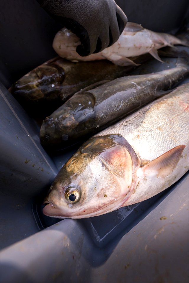 Invasive Carp Research on the James River in South Dakota. Photo: Sam Stukel (USFWS)