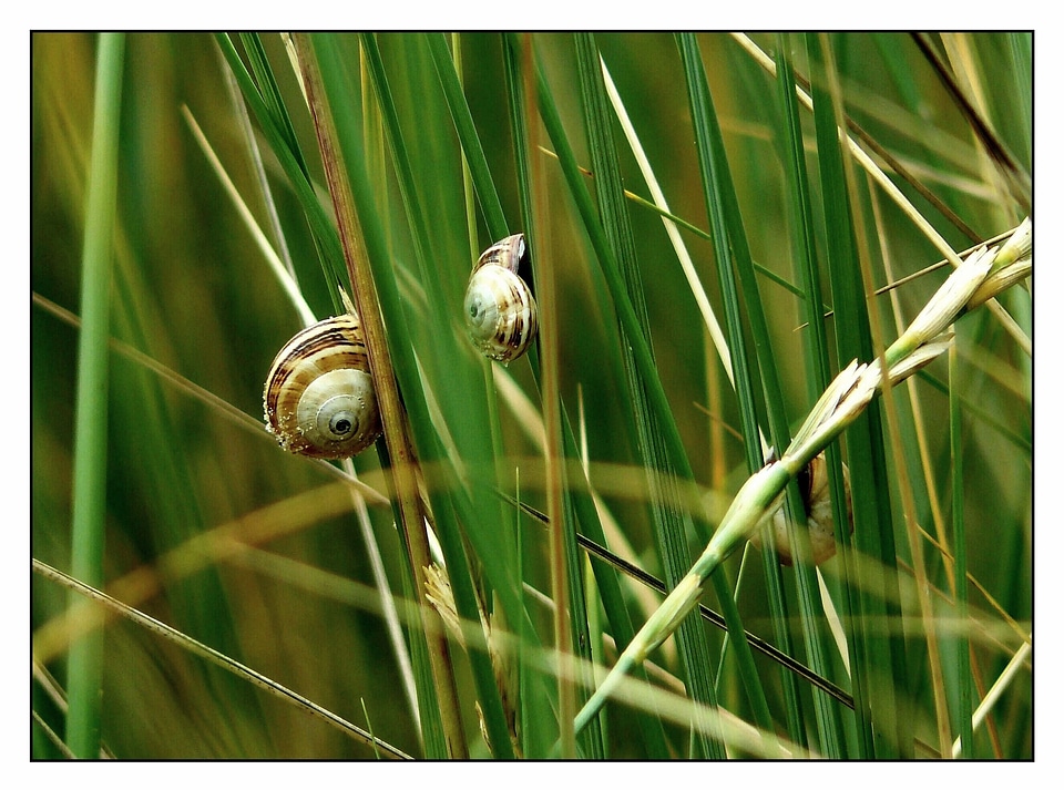 Snail shell mollusk animals