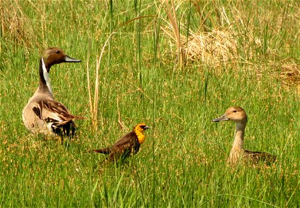 Northern pintails and Yellow-headed blackbird photo