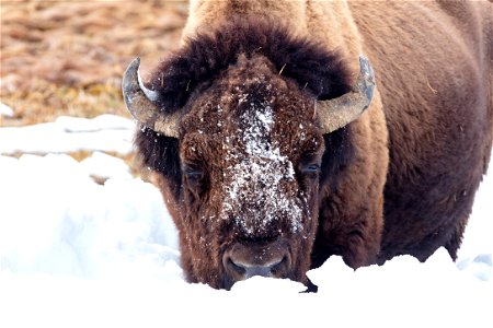 Bison feeding near Mud Volcano photo