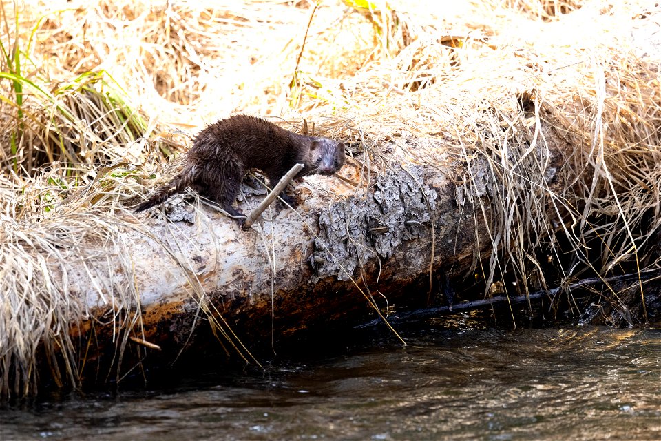 American mink (Mustela lutreola) fishing along Blacktail Deer Creek