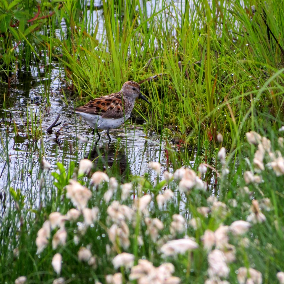 Sandpiper in Marsh, Yukon Delta NWR