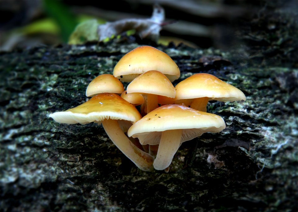 Flammulina velutipes.