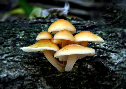 Flammulina velutipes. photo