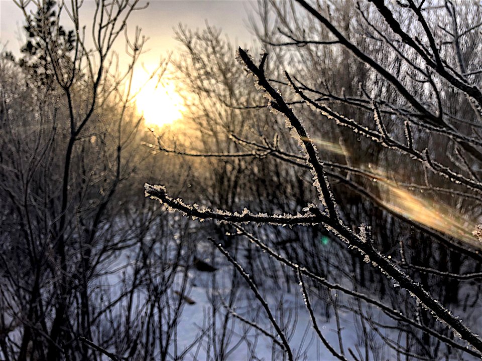 Sun Catcher