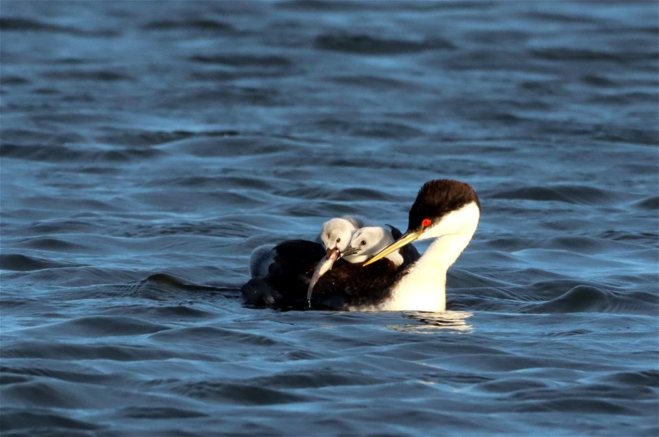 Western Grebes on the Huron Wetland Management District South Dakota
