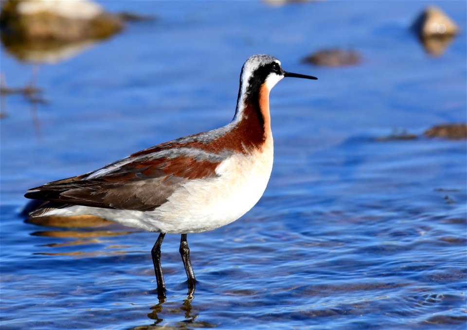 Wilson's phalarope at Seedskadee National Wildlife Refuge