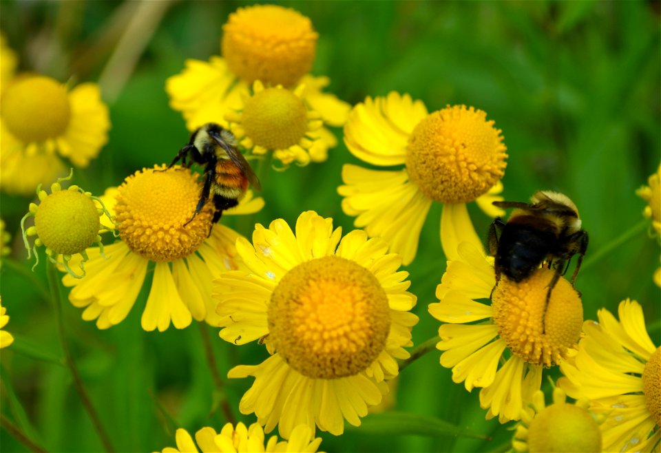 Tri-colored and brown-belted bumblee on sneezeweed