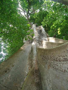 Trees green landscape photo