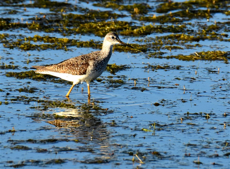 Greater yellowlegs at Seedskadee National Wildlife Refuge Wyoming